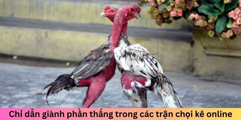 Chỉ dẫn giành phần thắng trong các trận chọi kê online