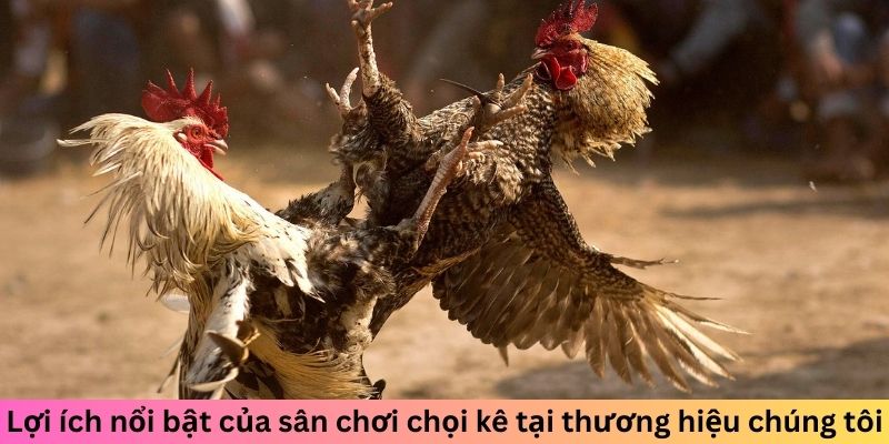 Lợi ích nổi bật của sân chơi chọi kê tại thương hiệu chúng tôi