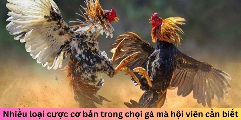 Nhiều loại cược cơ bản trong chọi gà mà hội viên cần biết