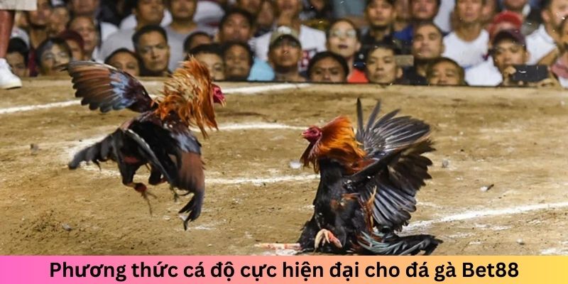 Phương thức cá độ cực hiện đại cho đá gà Bet88